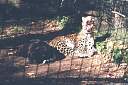 Leopard Yawn 0.jpg